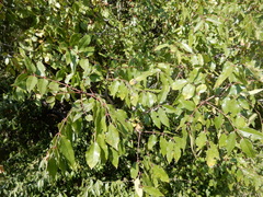 Zanthoxylum hirsutum