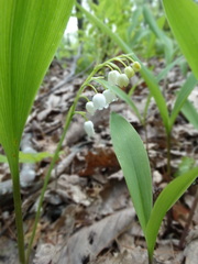 Convallaria pseudomajalis