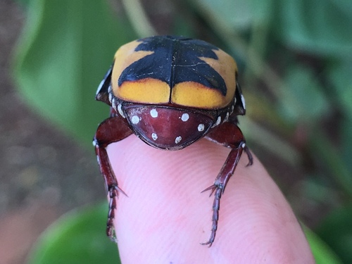 Pachnoda ephippiata