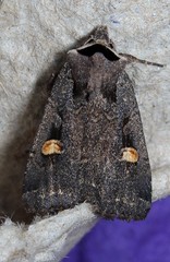 Adelphagrotis indeterminata