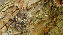 Catocala sponsa