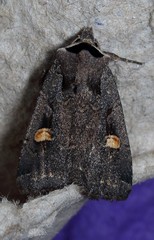 Adelphagrotis indeterminata