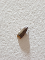 Doloessa ochrociliella