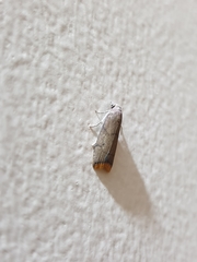 Doloessa ochrociliella