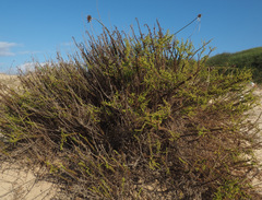 Artemisia monosperma