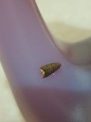 Doloessa ochrociliella