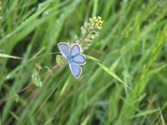 Plebejus argus