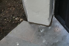 Mastigodryas pulchriceps