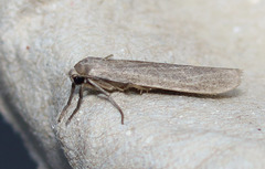 Crambidia dusca