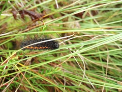 Acronicta menyanthidis