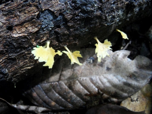 Cotylidia aurantiaca image