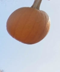 Cucurbita maxima maxima