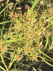 Cyperus dentatus