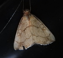 Evergestis pallidata