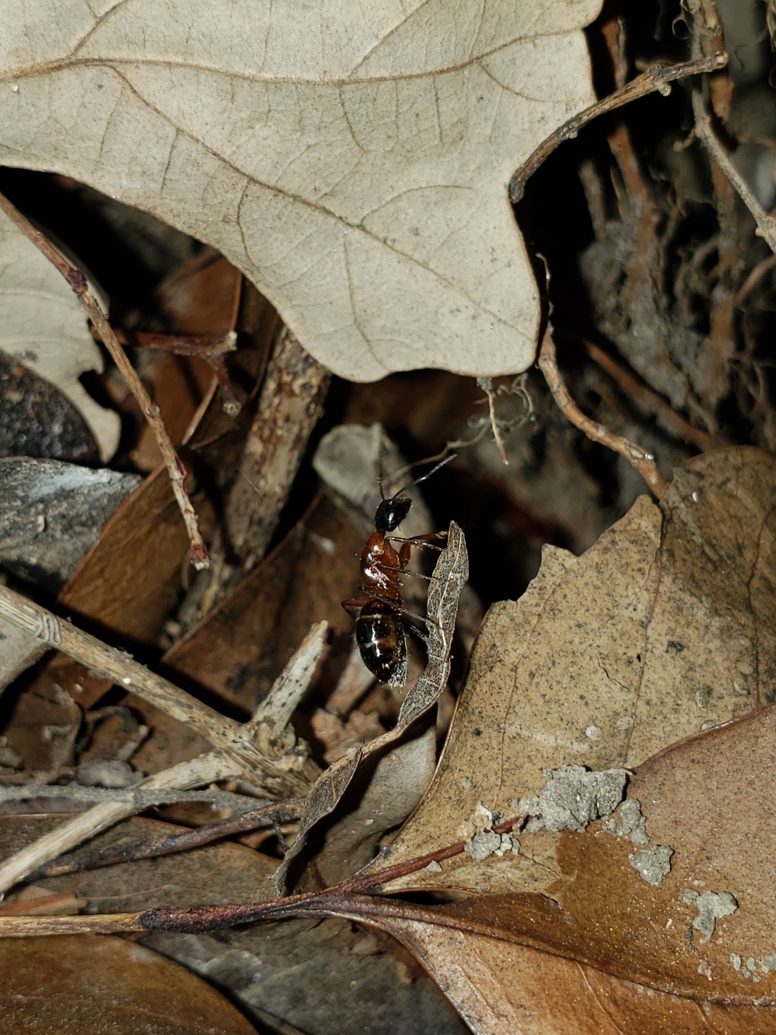 Camponotus texanus