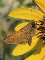 Atalopedes campestris huron