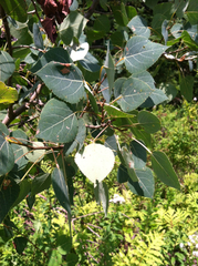 Populus