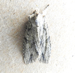 Lithophane disposita
