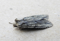 Lithophane disposita