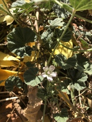 Malva neglecta