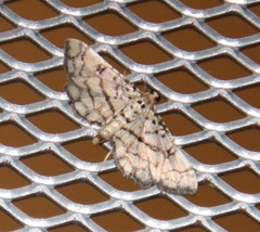 Hileithia rehamalis