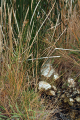 Fimbristylis thermalis