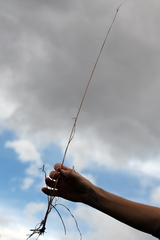 Fimbristylis thermalis