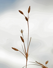 Fimbristylis thermalis