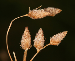 Fimbristylis thermalis