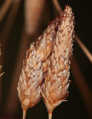 Fimbristylis thermalis
