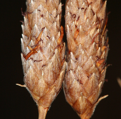 Fimbristylis thermalis