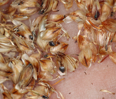 Fimbristylis thermalis