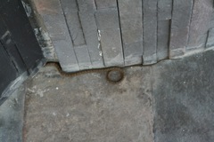 Mastigodryas pulchriceps