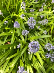 Hyacinthoides italica