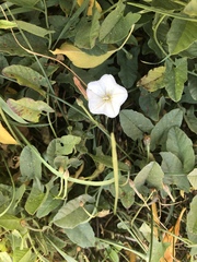 Convolvulus arvensis