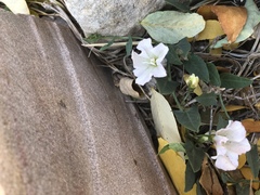 Convolvulus arvensis