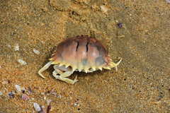 Calappa bilineata