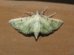 Orphanostigma