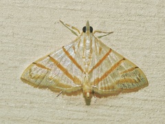 Pagyda salvalis