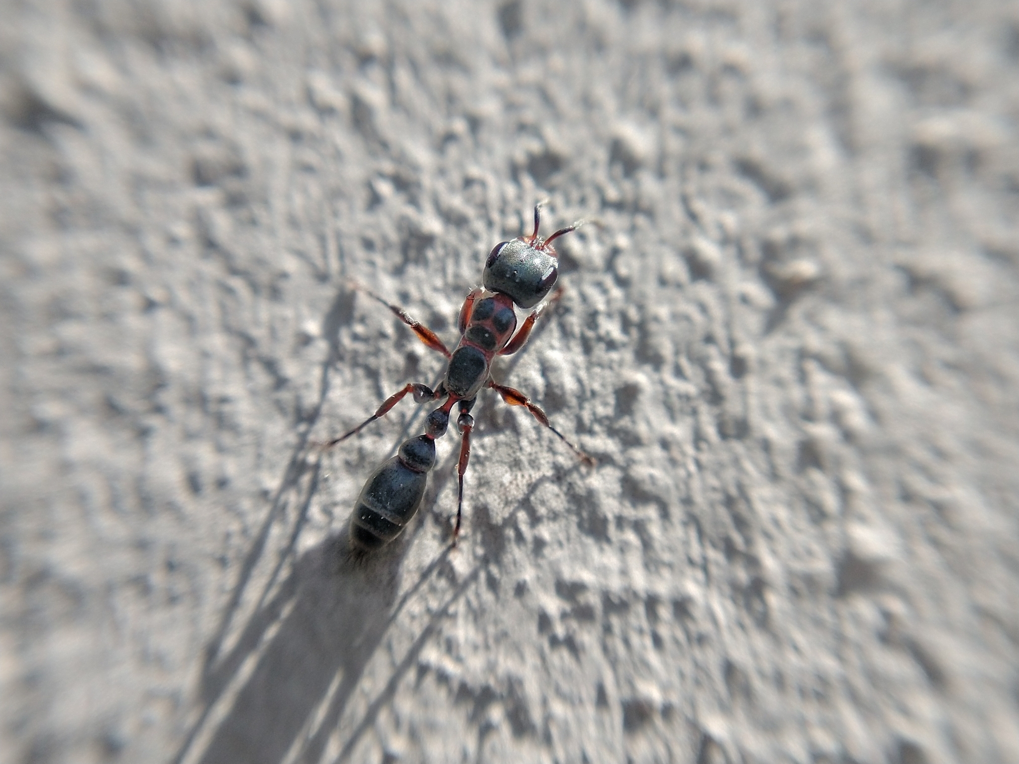 Pseudomyrmex