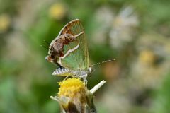 Chlorostrymon simaethis