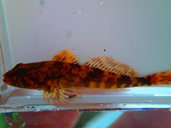 Cottus cognatus