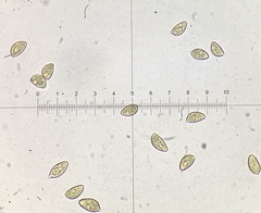 Hebeloma ischnostylum