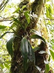 Trichopilia fragrans