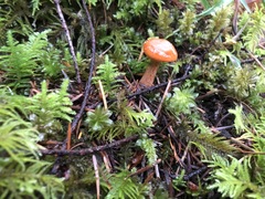 Lactarius subflammeus