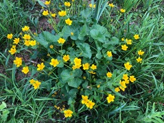 Caltha palustris palustris
