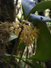 Pleurothallis ruscifolia