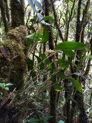 Pleurothallis ruscifolia