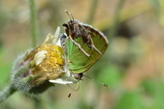 Chlorostrymon simaethis