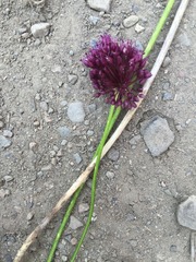 Allium atroviolaceum